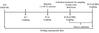 Effects of Dietary Maltol on Innate Immunity, Gut Health, and Growth Performance of Broiler Chickens Challenged With Eimeria maxima